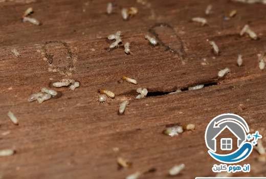 مكافحة النمل الابيض الكويت Termite-control-Kuwait